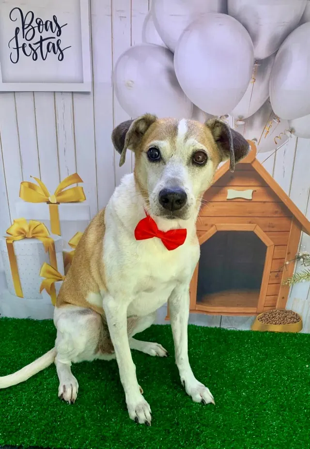 Cão caramelo e branco com gravata borboleta vermelha ao lado de uma casinha decorada