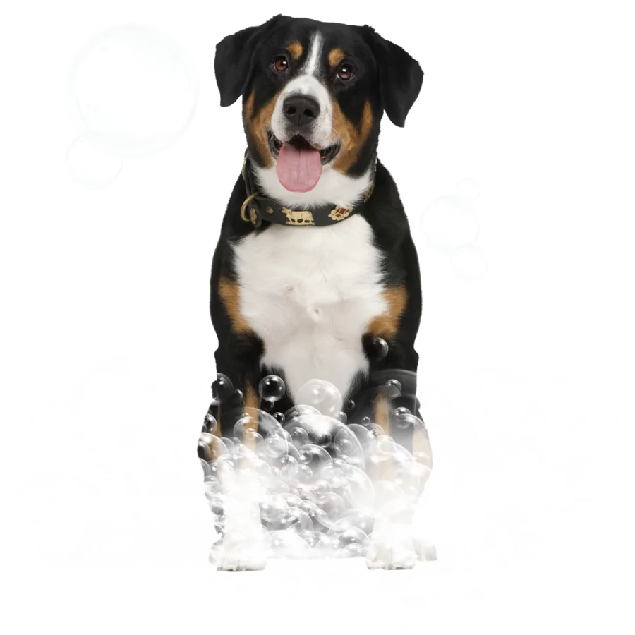 Cão sorridente cercado por bolhas de sabão após o banho na unidade móvel