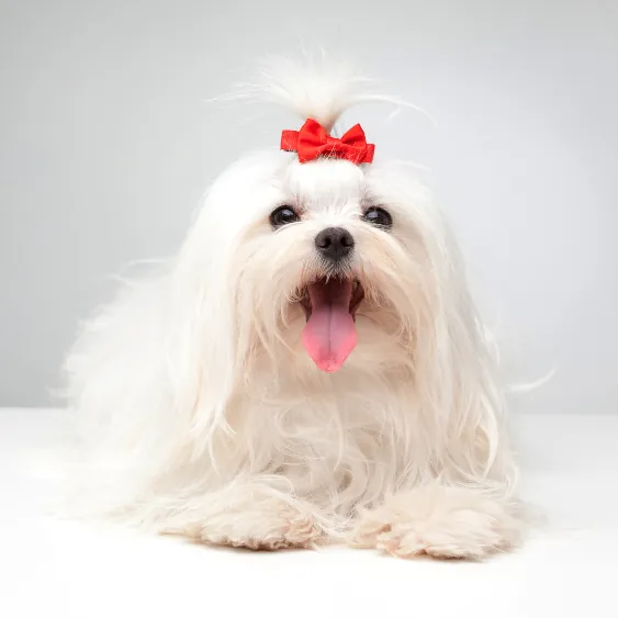 Cão maltês branco com laço vermelho, limpo e feliz após o banho e tosa